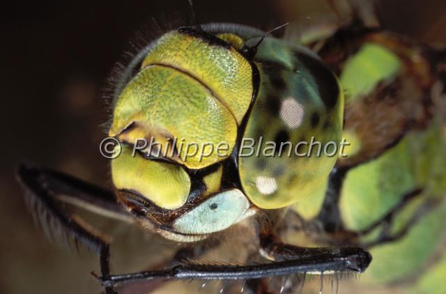 aeshna cyanea 2.JPG - Aeshna cyanea (portrait)Libellule, Aeschne bleueDragonfly, Southern Hawker or Blue darnerOdonata, AnisopteraAeshnidaeFrance